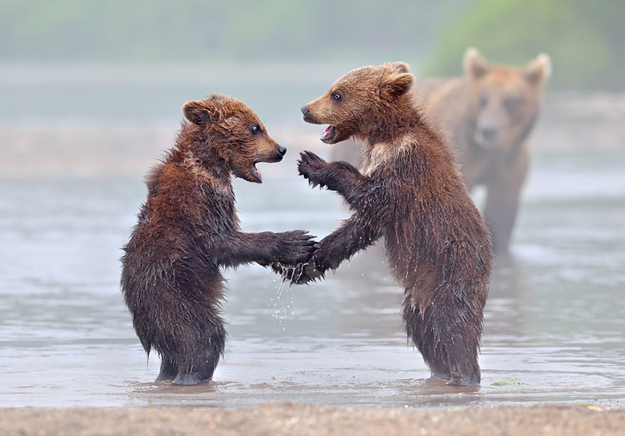 Μαμάδες αρκούδες ποζάρουν με τα μωρά τους... Δείτε τις απίστευτες φωτογραφίες! [photos] - Φωτογραφία 13