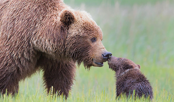 Μαμάδες αρκούδες ποζάρουν με τα μωρά τους... Δείτε τις απίστευτες φωτογραφίες! [photos] - Φωτογραφία 4
