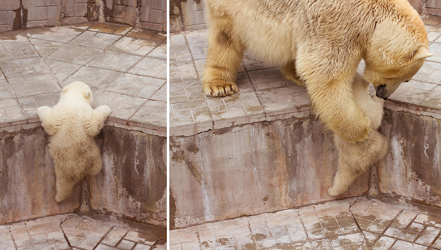 Μαμάδες αρκούδες ποζάρουν με τα μωρά τους... Δείτε τις απίστευτες φωτογραφίες! [photos] - Φωτογραφία 8