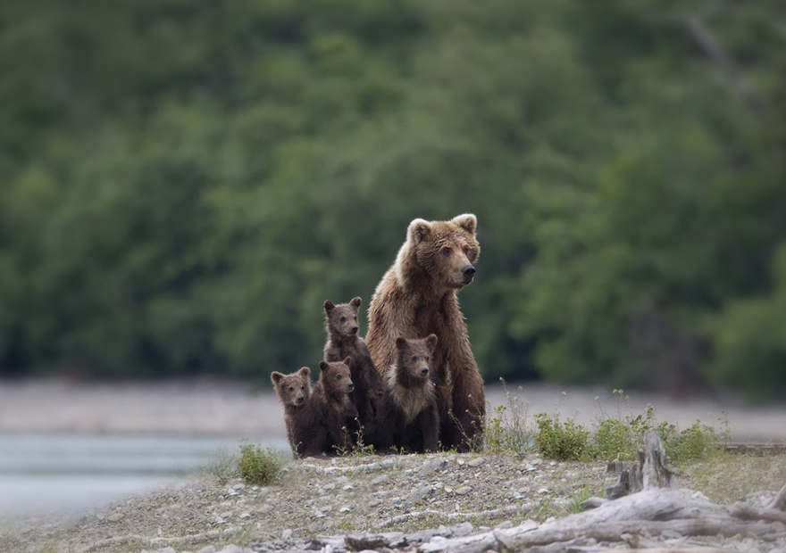 Μαμάδες αρκούδες ποζάρουν με τα μωρά τους... Δείτε τις απίστευτες φωτογραφίες! [photos] - Φωτογραφία 9