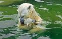 Μαμάδες αρκούδες ποζάρουν με τα μωρά τους... Δείτε τις απίστευτες φωτογραφίες! [photos] - Φωτογραφία 1