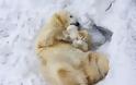 Μαμάδες αρκούδες ποζάρουν με τα μωρά τους... Δείτε τις απίστευτες φωτογραφίες! [photos] - Φωτογραφία 10