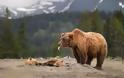 Μαμάδες αρκούδες ποζάρουν με τα μωρά τους... Δείτε τις απίστευτες φωτογραφίες! [photos] - Φωτογραφία 11