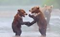 Μαμάδες αρκούδες ποζάρουν με τα μωρά τους... Δείτε τις απίστευτες φωτογραφίες! [photos] - Φωτογραφία 13