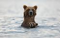 Μαμάδες αρκούδες ποζάρουν με τα μωρά τους... Δείτε τις απίστευτες φωτογραφίες! [photos] - Φωτογραφία 2