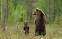 Μαμάδες αρκούδες ποζάρουν με τα μωρά τους... Δείτε τις απίστευτες φωτογραφίες! [photos] - Φωτογραφία 3