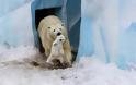 Μαμάδες αρκούδες ποζάρουν με τα μωρά τους... Δείτε τις απίστευτες φωτογραφίες! [photos] - Φωτογραφία 5