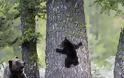 Μαμάδες αρκούδες ποζάρουν με τα μωρά τους... Δείτε τις απίστευτες φωτογραφίες! [photos] - Φωτογραφία 6
