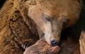 Μαμάδες αρκούδες ποζάρουν με τα μωρά τους... Δείτε τις απίστευτες φωτογραφίες! [photos] - Φωτογραφία 7