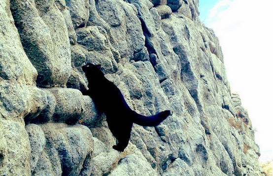 Γάτα… άριστος ορειβάτης! [photos] - Φωτογραφία 1