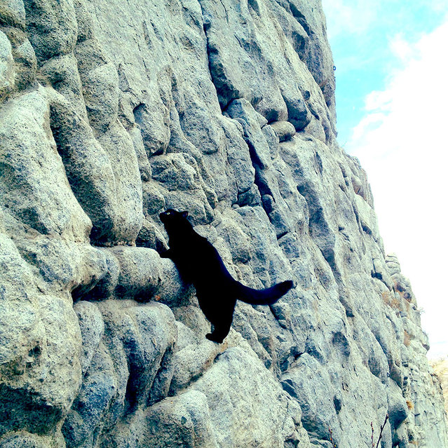 Γάτα… άριστος ορειβάτης! [photos] - Φωτογραφία 10