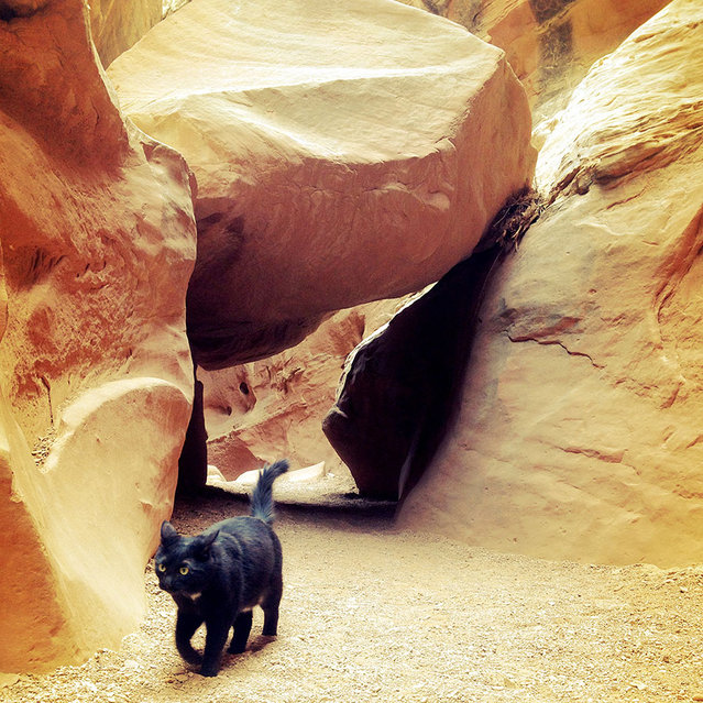 Γάτα… άριστος ορειβάτης! [photos] - Φωτογραφία 3