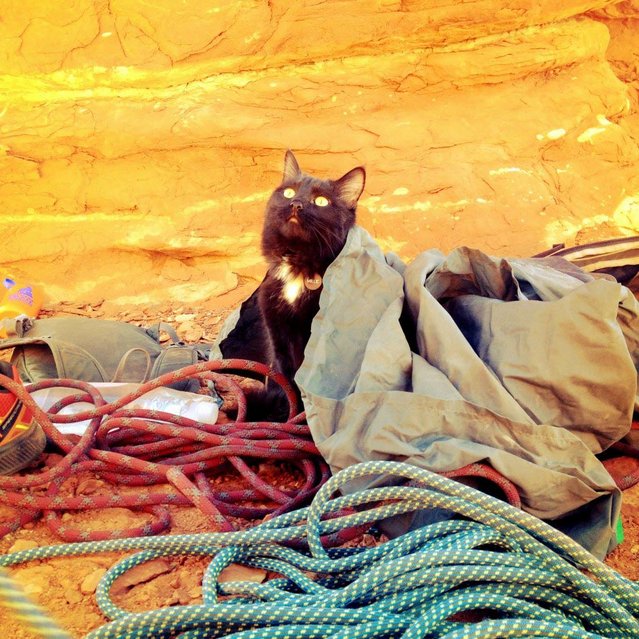 Γάτα… άριστος ορειβάτης! [photos] - Φωτογραφία 6