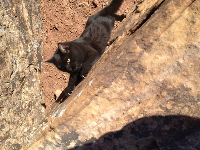 Γάτα… άριστος ορειβάτης! [photos] - Φωτογραφία 8