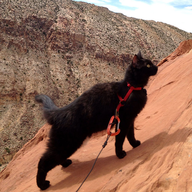 Γάτα… άριστος ορειβάτης! [photos] - Φωτογραφία 9
