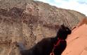 Γάτα… άριστος ορειβάτης! [photos] - Φωτογραφία 9