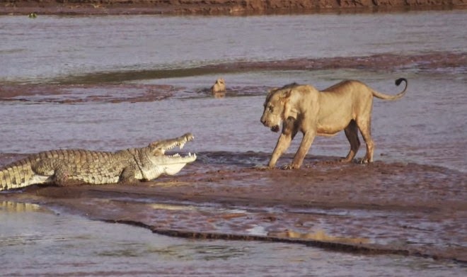 Τρία λιοντάρια vs ένας Σήφης σε μάχη σώμα με σώμα στην Κένυα - Μοναδικό βίντεο... - Φωτογραφία 1