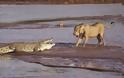 Τρία λιοντάρια vs ένας Σήφης σε μάχη σώμα με σώμα στην Κένυα - Μοναδικό βίντεο...