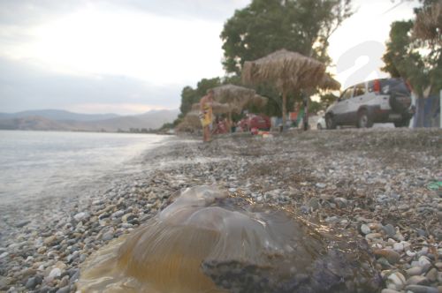 Παραλία της Αργολίδας γέμισε με μέδουσες...[photo] - Φωτογραφία 2
