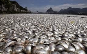 48 τόνοι ψαριών βρέθηκαν νεκρά σε λίμνη στο Μεξικό - Φωτογραφία 1