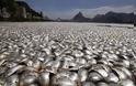 48 τόνοι ψαριών βρέθηκαν νεκρά σε λίμνη στο Μεξικό