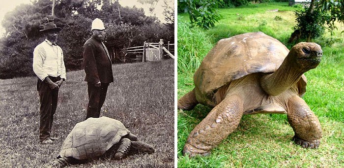 Η γηραιότερη χελώνα έκλεισε τα 182! - Φωτογραφία 2