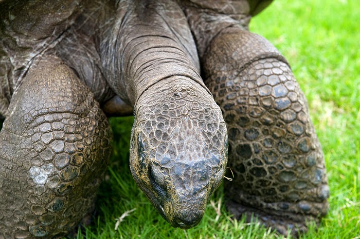 Η γηραιότερη χελώνα έκλεισε τα 182! - Φωτογραφία 6