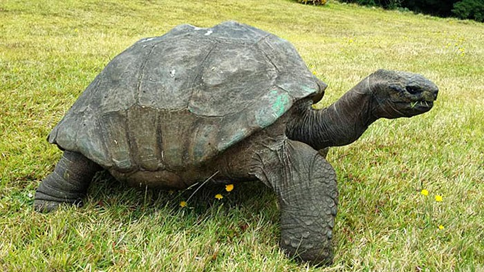 Η γηραιότερη χελώνα έκλεισε τα 182! - Φωτογραφία 7