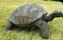Η γηραιότερη χελώνα έκλεισε τα 182! - Φωτογραφία 1
