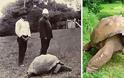 Η γηραιότερη χελώνα έκλεισε τα 182! - Φωτογραφία 2