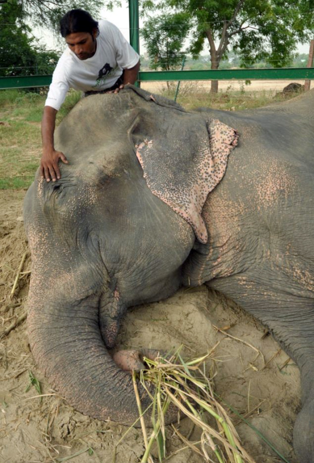 Στη μεγάλη οθόνη θα μεταφερθεί η συγκινητική ιστορία του ελέφαντα που δάκρυσε από χαρά! [photos] - Φωτογραφία 5