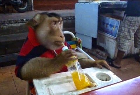 ΠΡΩΤΟΣ ΜΑΓΚΑΣ ο πίθηκος: Αράζει και πίνει αναψυκτικό σε ταβέρνα... [video] - Φωτογραφία 1