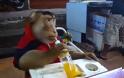 ΠΡΩΤΟΣ ΜΑΓΚΑΣ ο πίθηκος: Αράζει και πίνει αναψυκτικό σε ταβέρνα... [video]