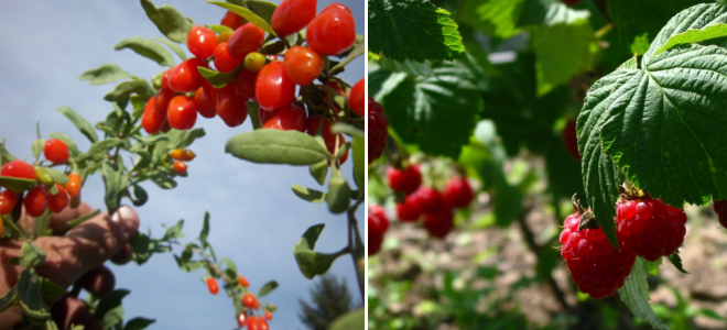 Γκότζι μπέρι και σμέουρο - Τι είναι αυτά τα «κόκκινα φυτά» που θεωρούνται καλλιέργειες με μέλλον και δίνουν έως και 2.500 ευρώ το στρέμμα - Φωτογραφία 1
