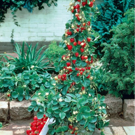 Γκότζι μπέρι και σμέουρο - Τι είναι αυτά τα «κόκκινα φυτά» που θεωρούνται καλλιέργειες με μέλλον και δίνουν έως και 2.500 ευρώ το στρέμμα - Φωτογραφία 11