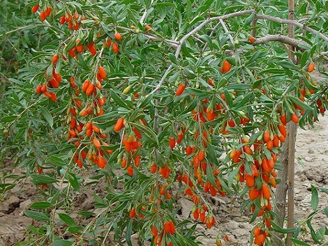 Γκότζι μπέρι και σμέουρο - Τι είναι αυτά τα «κόκκινα φυτά» που θεωρούνται καλλιέργειες με μέλλον και δίνουν έως και 2.500 ευρώ το στρέμμα - Φωτογραφία 2