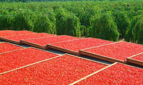 Γκότζι μπέρι και σμέουρο - Τι είναι αυτά τα «κόκκινα φυτά» που θεωρούνται καλλιέργειες με μέλλον και δίνουν έως και 2.500 ευρώ το στρέμμα - Φωτογραφία 3