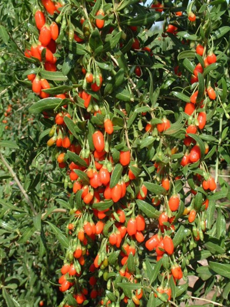 Γκότζι μπέρι και σμέουρο - Τι είναι αυτά τα «κόκκινα φυτά» που θεωρούνται καλλιέργειες με μέλλον και δίνουν έως και 2.500 ευρώ το στρέμμα - Φωτογραφία 4