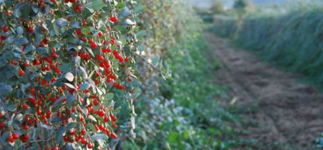 Γκότζι μπέρι και σμέουρο - Τι είναι αυτά τα «κόκκινα φυτά» που θεωρούνται καλλιέργειες με μέλλον και δίνουν έως και 2.500 ευρώ το στρέμμα - Φωτογραφία 5