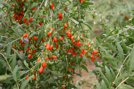 Γκότζι μπέρι και σμέουρο - Τι είναι αυτά τα «κόκκινα φυτά» που θεωρούνται καλλιέργειες με μέλλον και δίνουν έως και 2.500 ευρώ το στρέμμα - Φωτογραφία 6
