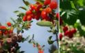Γκότζι μπέρι και σμέουρο - Τι είναι αυτά τα «κόκκινα φυτά» που θεωρούνται καλλιέργειες με μέλλον και δίνουν έως και 2.500 ευρώ το στρέμμα - Φωτογραφία 1