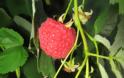 Γκότζι μπέρι και σμέουρο - Τι είναι αυτά τα «κόκκινα φυτά» που θεωρούνται καλλιέργειες με μέλλον και δίνουν έως και 2.500 ευρώ το στρέμμα - Φωτογραφία 10
