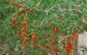 Γκότζι μπέρι και σμέουρο - Τι είναι αυτά τα «κόκκινα φυτά» που θεωρούνται καλλιέργειες με μέλλον και δίνουν έως και 2.500 ευρώ το στρέμμα - Φωτογραφία 2