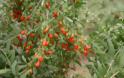 Γκότζι μπέρι και σμέουρο - Τι είναι αυτά τα «κόκκινα φυτά» που θεωρούνται καλλιέργειες με μέλλον και δίνουν έως και 2.500 ευρώ το στρέμμα - Φωτογραφία 6