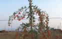 Γκότζι μπέρι και σμέουρο - Τι είναι αυτά τα «κόκκινα φυτά» που θεωρούνται καλλιέργειες με μέλλον και δίνουν έως και 2.500 ευρώ το στρέμμα - Φωτογραφία 7