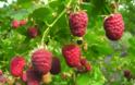 Γκότζι μπέρι και σμέουρο - Τι είναι αυτά τα «κόκκινα φυτά» που θεωρούνται καλλιέργειες με μέλλον και δίνουν έως και 2.500 ευρώ το στρέμμα - Φωτογραφία 8