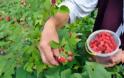 Γκότζι μπέρι και σμέουρο - Τι είναι αυτά τα «κόκκινα φυτά» που θεωρούνται καλλιέργειες με μέλλον και δίνουν έως και 2.500 ευρώ το στρέμμα - Φωτογραφία 9
