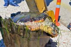 Μεσολόγγι: Και 2η νεκρή Καρέτα-Καρέτα σε ένα 24ωρο