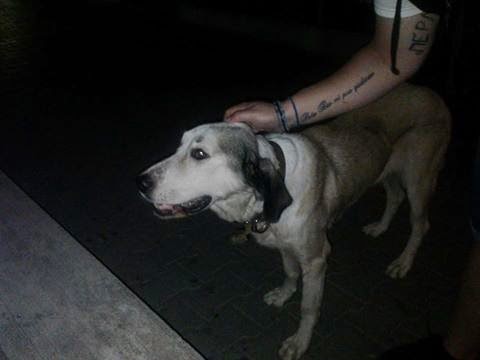 Βρέθηκε σκύλος στον Βύρωνα! Τριγυρνούσε στην πλατεία Σμύρνης στο Βύρωνα [photos] - Φωτογραφία 2
