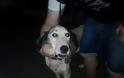 Βρέθηκε σκύλος στον Βύρωνα! Τριγυρνούσε στην πλατεία Σμύρνης στο Βύρωνα [photos] - Φωτογραφία 1